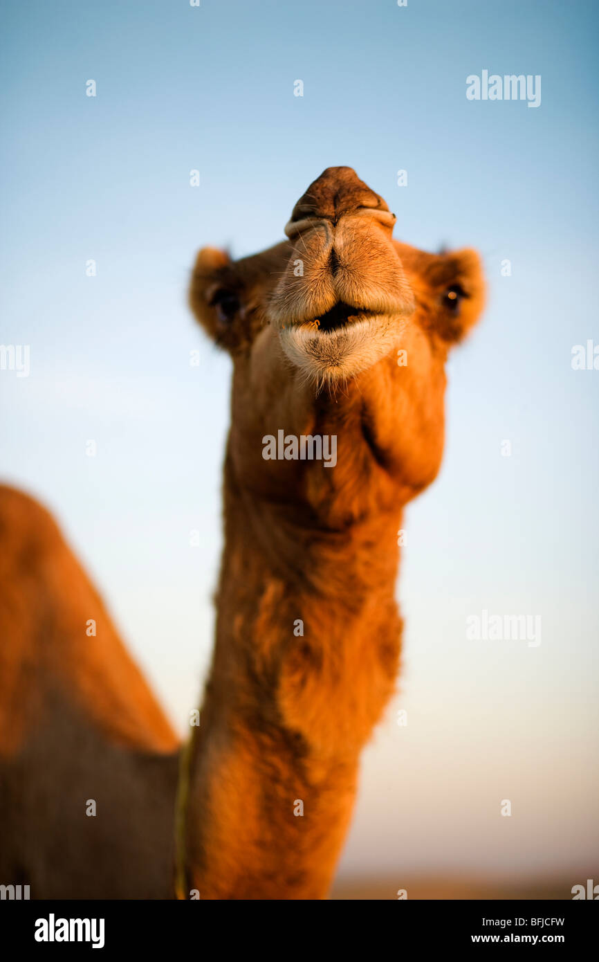 A camel in the desert, Oman. Stock Photo