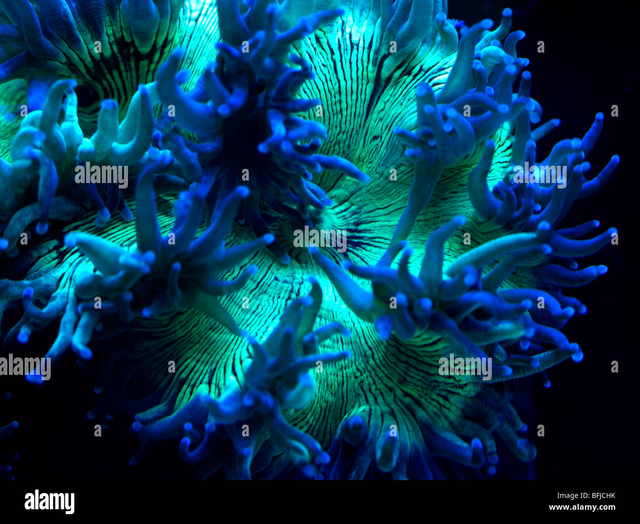 Elegance Coral Catalaphyllia jardinei tentacles in actinic lighting