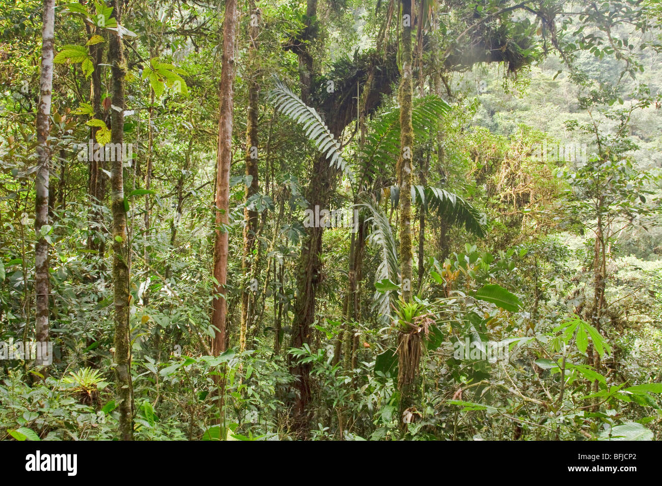 A view of the rainforest in Podocarpus national Park in southeast Ecuador. Stock Photo