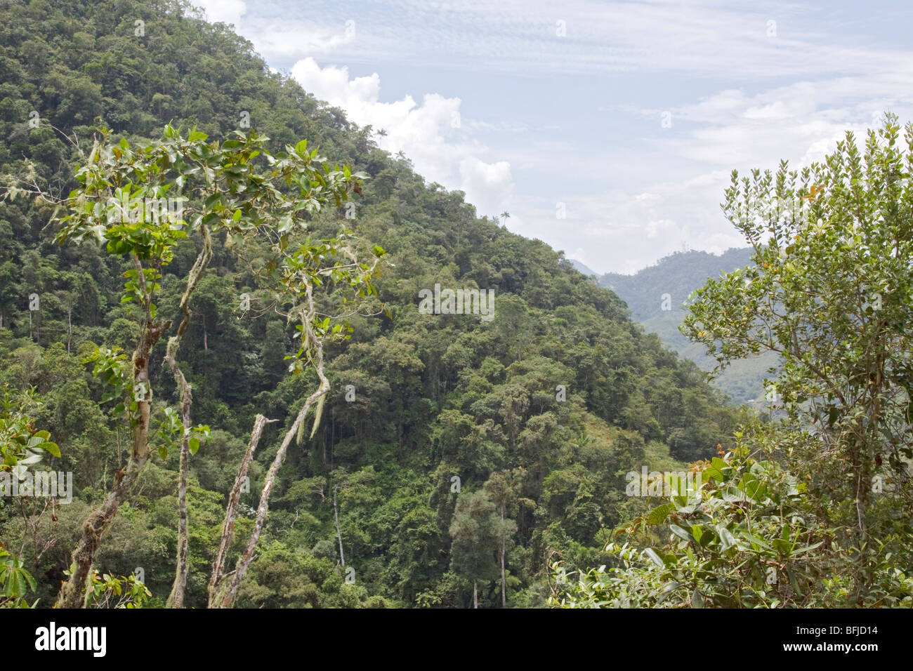 A view of the rainforest in Podocarpus national Park in southeast Ecuador. Stock Photo