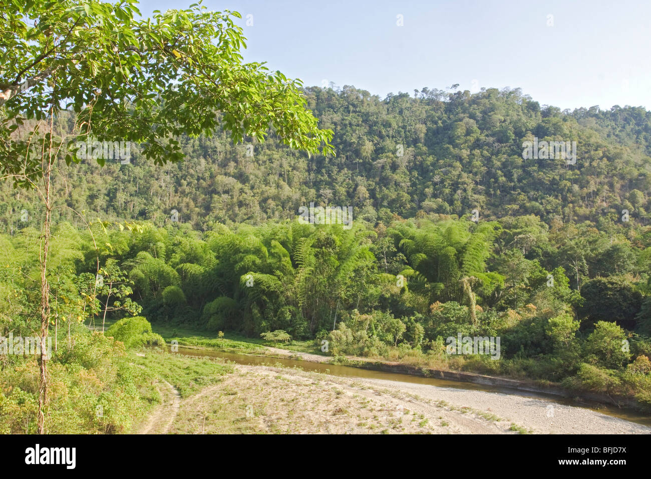 The dry forest along the coast of Ecuador is interupted when interscted by a river. Stock Photo