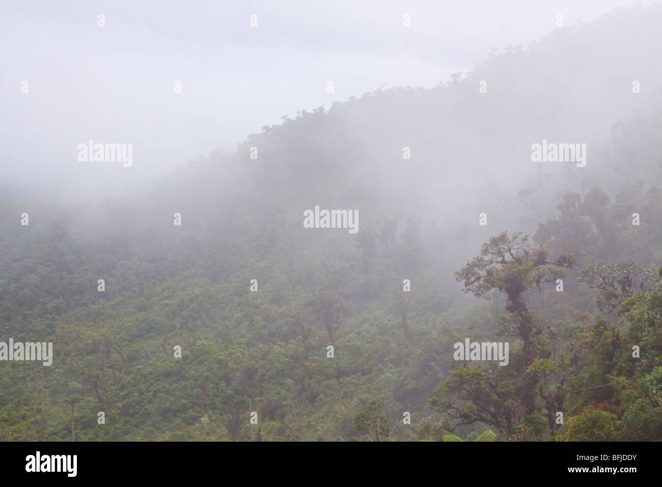A scenic view of the cloudforest from the Tapichalaca reserve in southeast Ecuador. Stock Photo