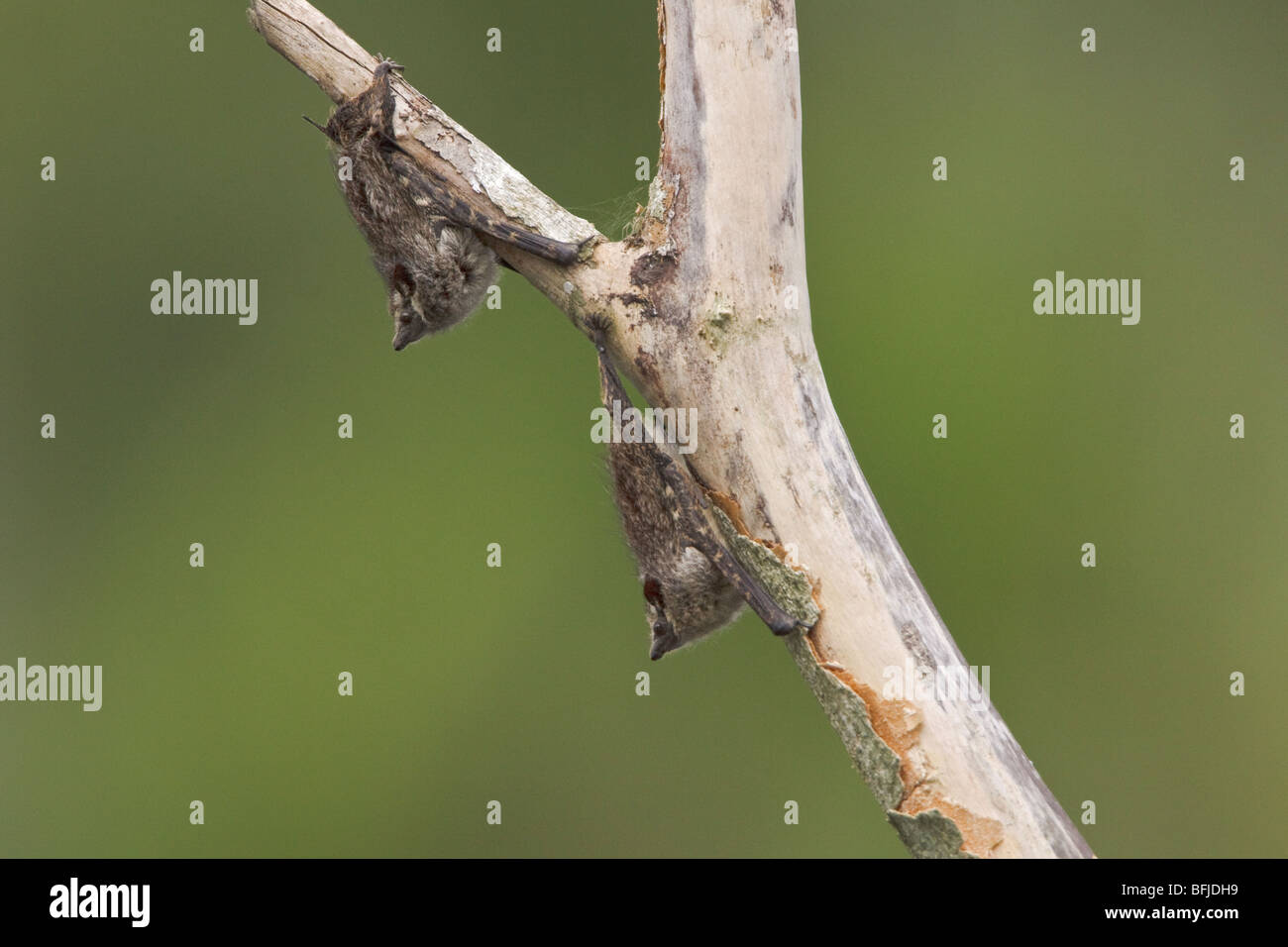 Bats perched on a branch in Amazonian Ecuador. Stock Photo