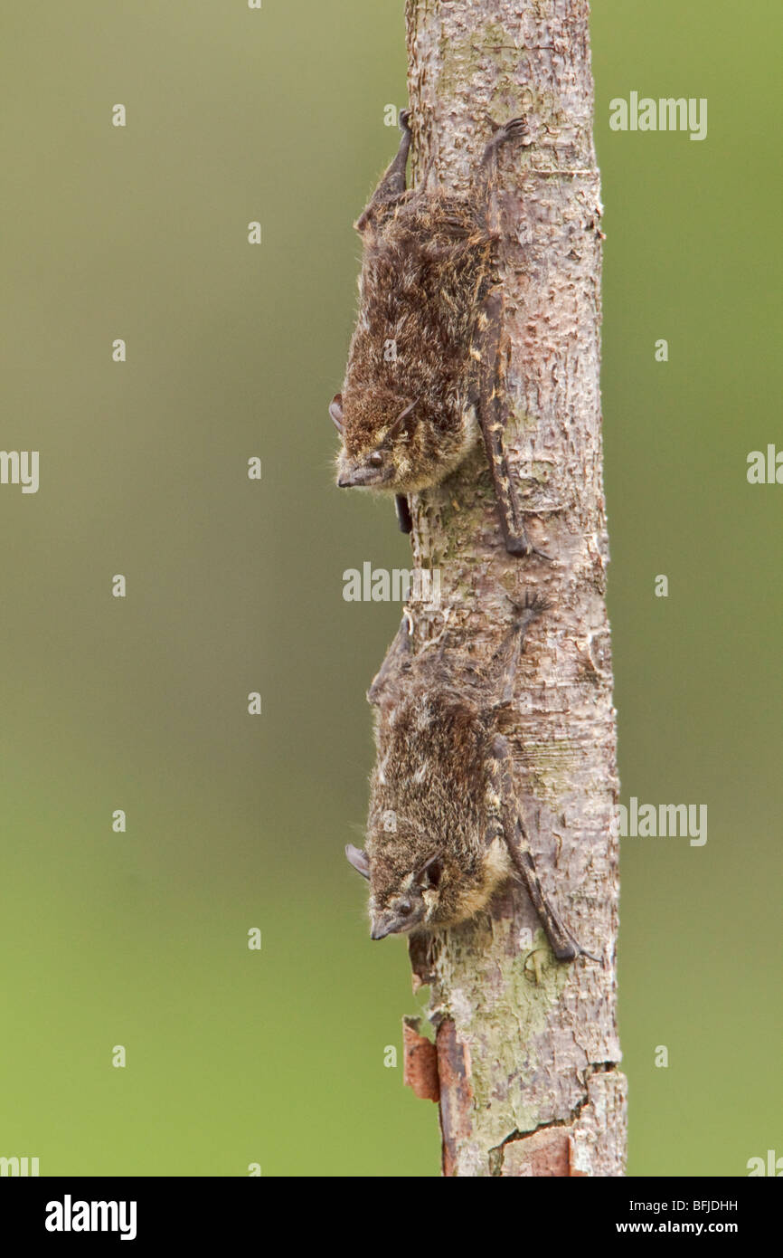 Bats perched on a branch in Amazonian Ecuador. Stock Photo