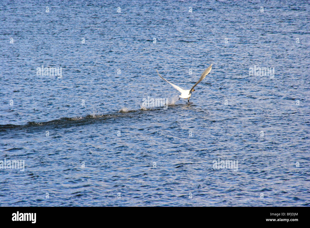Canadian Goose taking off from lake in Yukon Territory.  They require a long take off run and this is obvious. Stock Photo