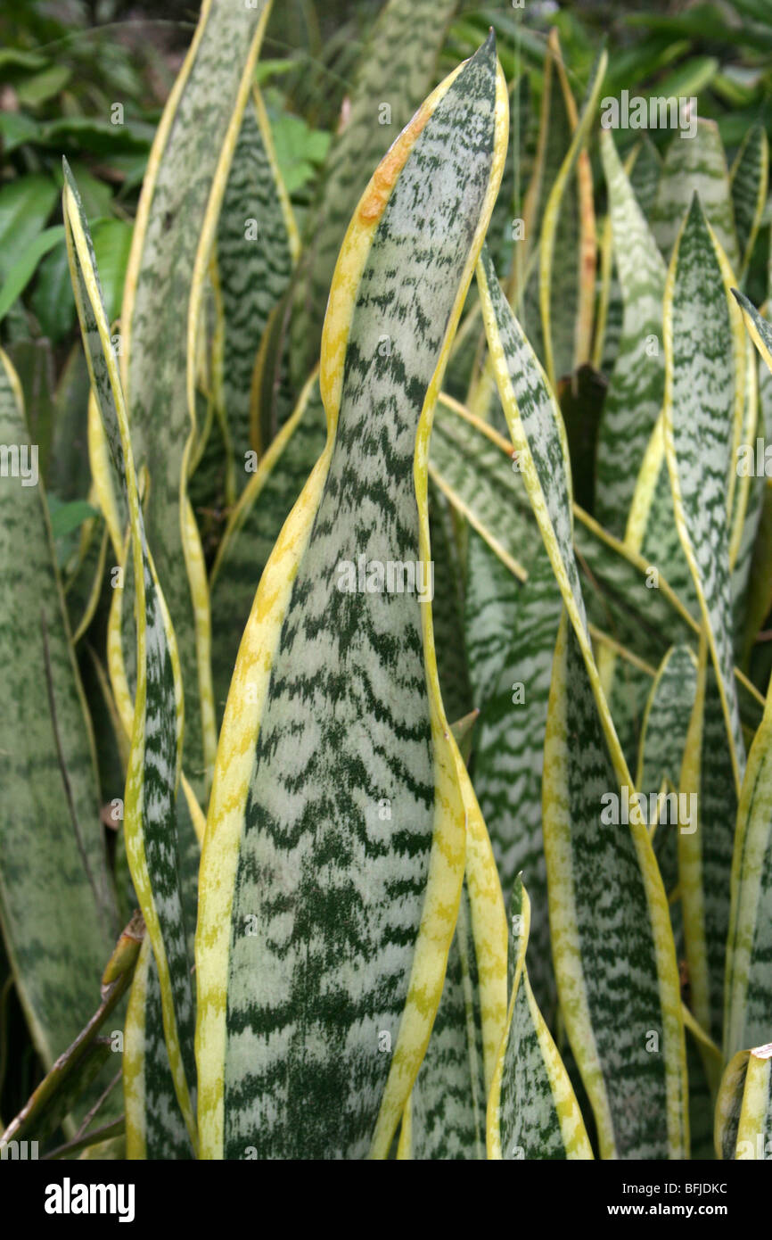 Variegated Leaves Of Mother-In-Law's Tongue Sansevieria trifasciata, Taken In Arusha,Tanzania Stock Photo