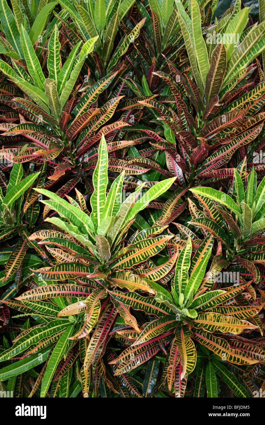 Variegated Leaves Of Croton Codiaeum variegatum Taken In Karatu, Tanzania Stock Photo