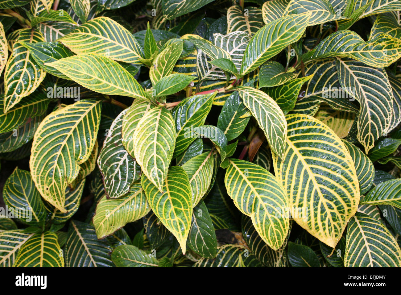 Variegated Leaves of Tiger Plant Sanchezia nobilis Taken In Karatu, Tanzania Stock Photo
