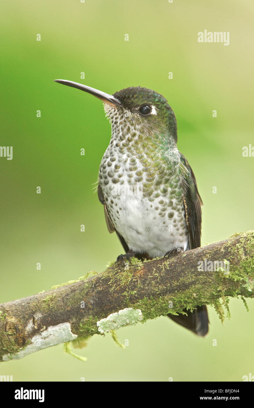 Many-spotted Hummingbird (Taphrospilus hypostictus) perched on a branch at the Wildsumaco reserve in eastern Ecuador. Stock Photo