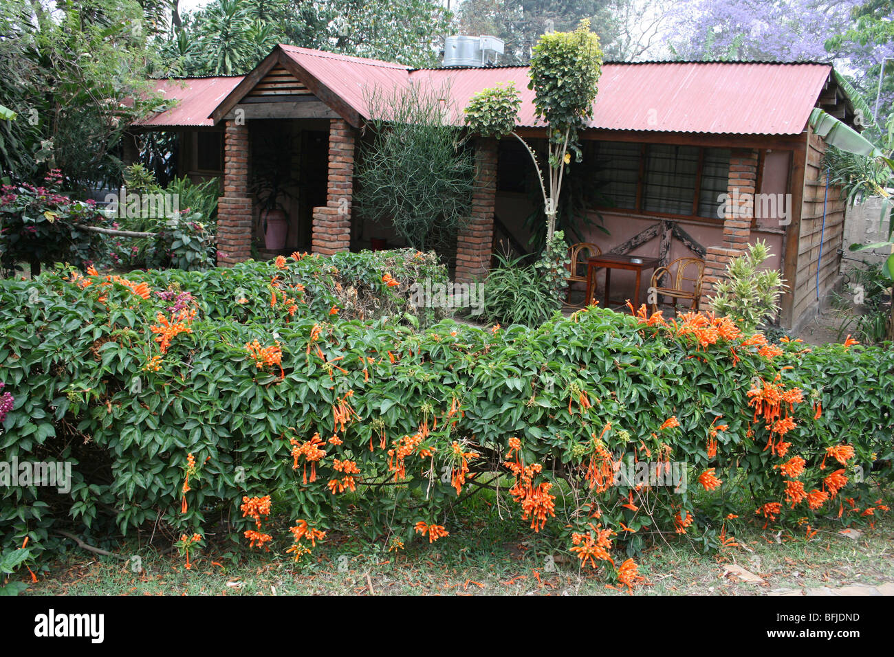 Orange garden hedge flowers taken hires stock photography and images