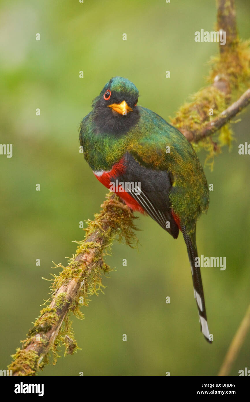 A Masked Trogon (Trogon personatus assimilis) perched on a branch in the Tandayapa Valley of Ecuador. Stock Photo