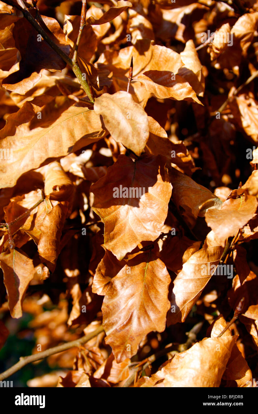 Golden brown beech leaves hi-res stock photography and images - Alamy