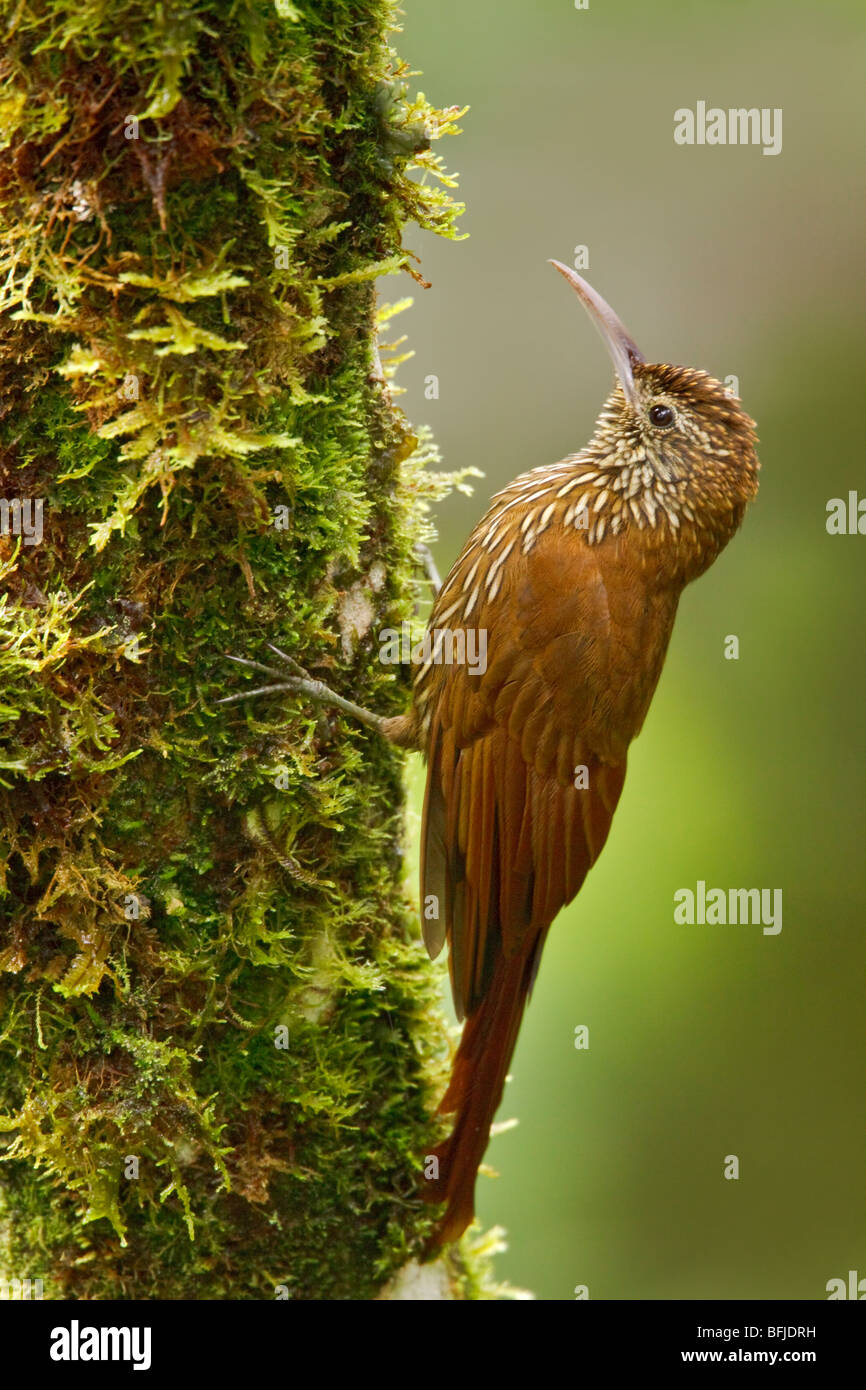 Montane Woodcreeper (Lepidocolaptes lacrymiger) perched on a branch in the Tandayapa Valley of Ecuador. Stock Photo