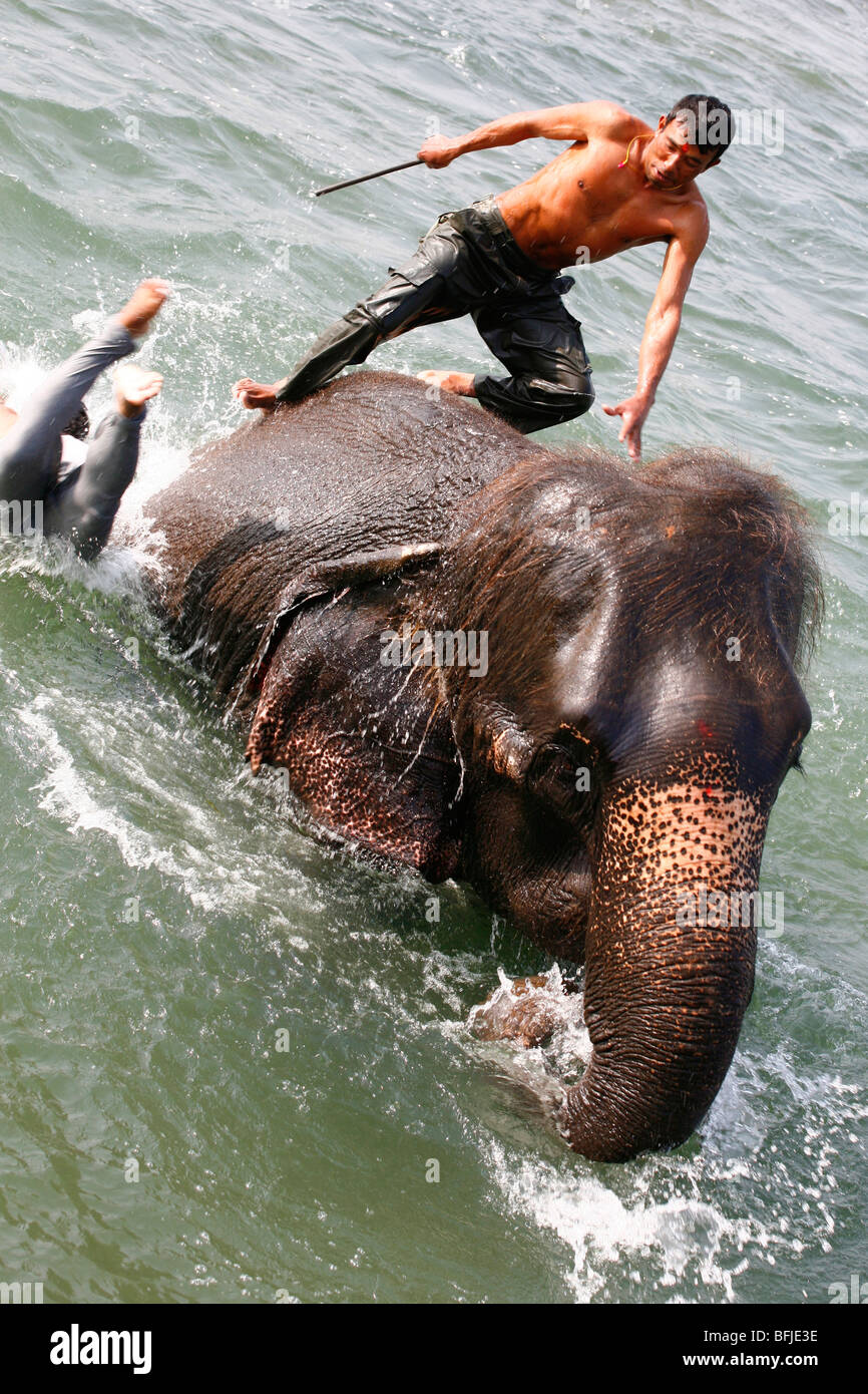 elephant washing Stock Photo