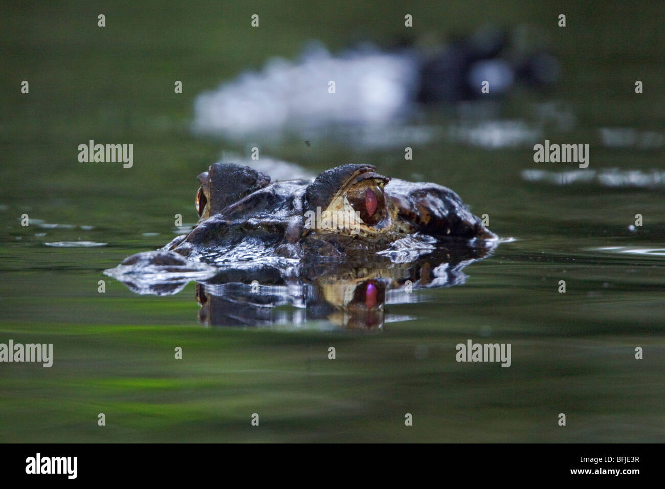 A Black Caiman prowles a jungle stream in Amazonian Ecuador. Stock Photo