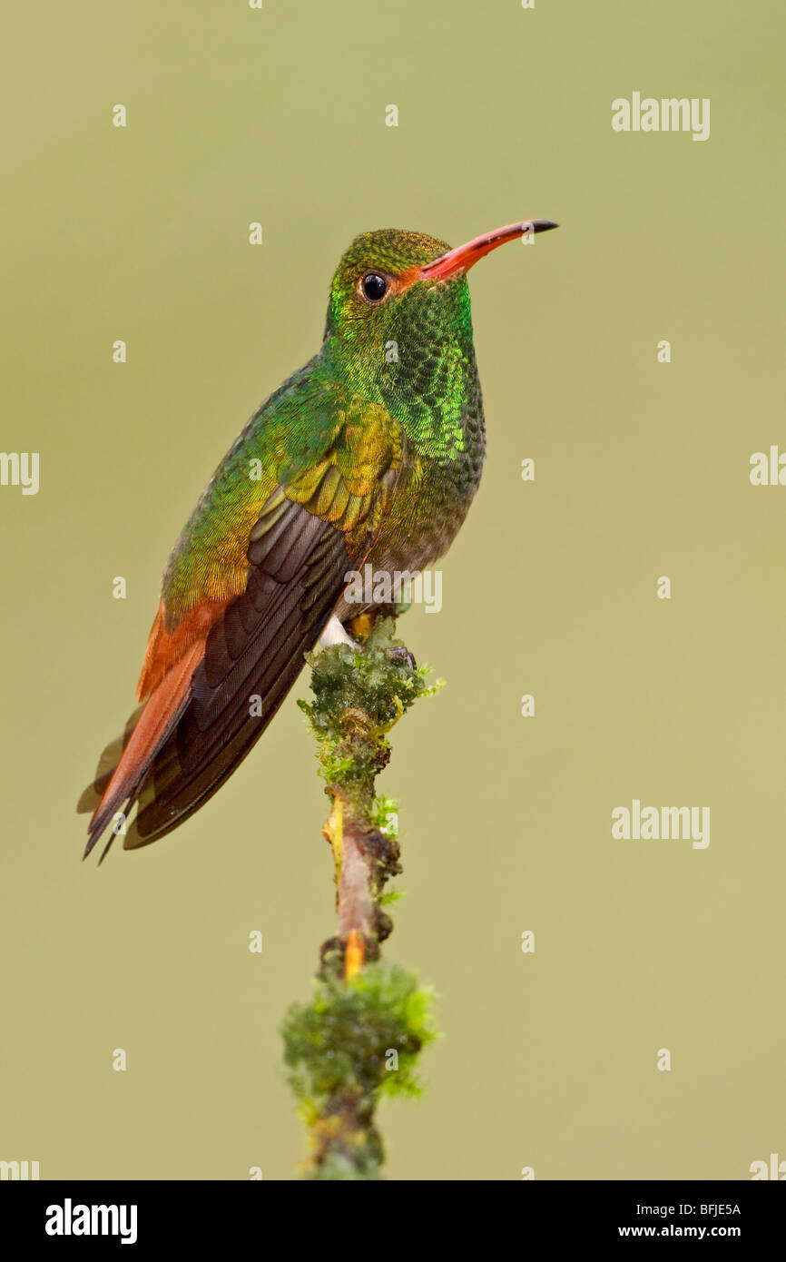 Rufous Tailed Hummingbird Hi res Stock Photography And Images Alamy Rufous Tailed Hummingbird Hi res Stock Photography And Images Alamy