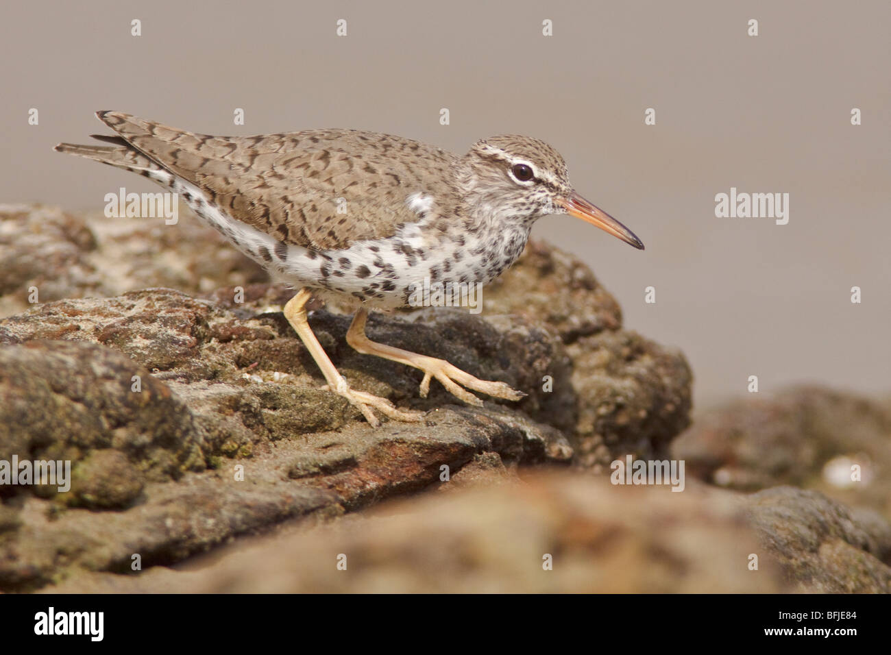 Spotted Sandpiper (Actitis macularia) perched on a rock near the coast of Ecuador. Stock Photo