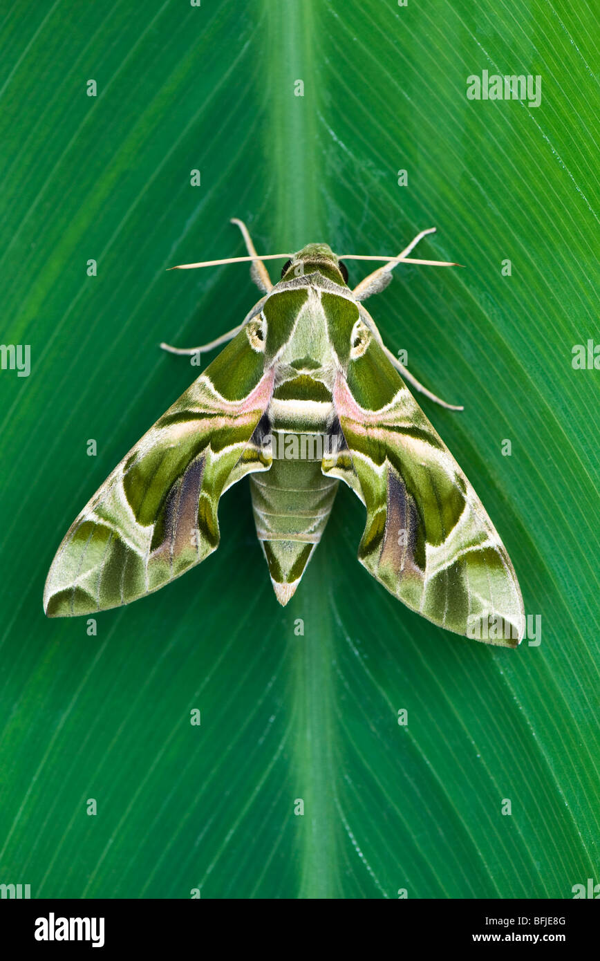 Daphnis nerii. Oleander Hawk moth Stock Photo