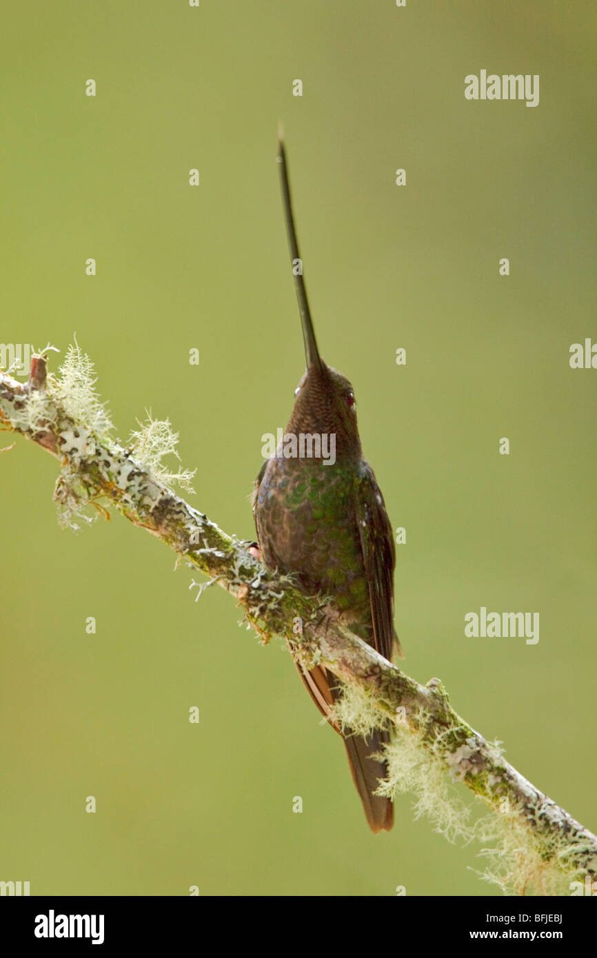 Sword-billed Hummingbird (Ensifera ensifera) perched on a branch at Guango Lodge in Ecuador. Stock Photo