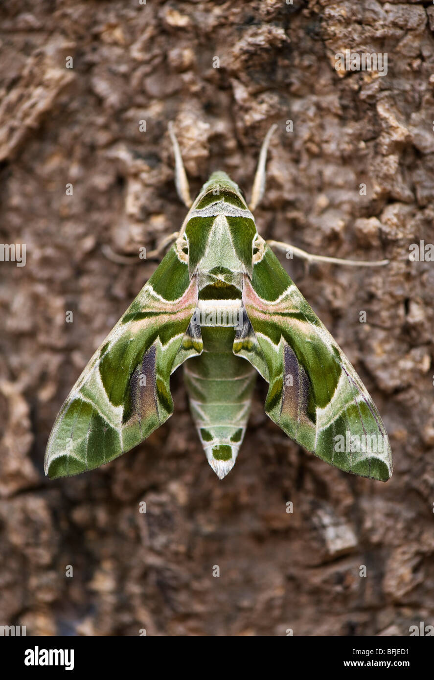 Daphnis nerii . Oleander Hawk moth resting on a tree trunk. India Stock Photo