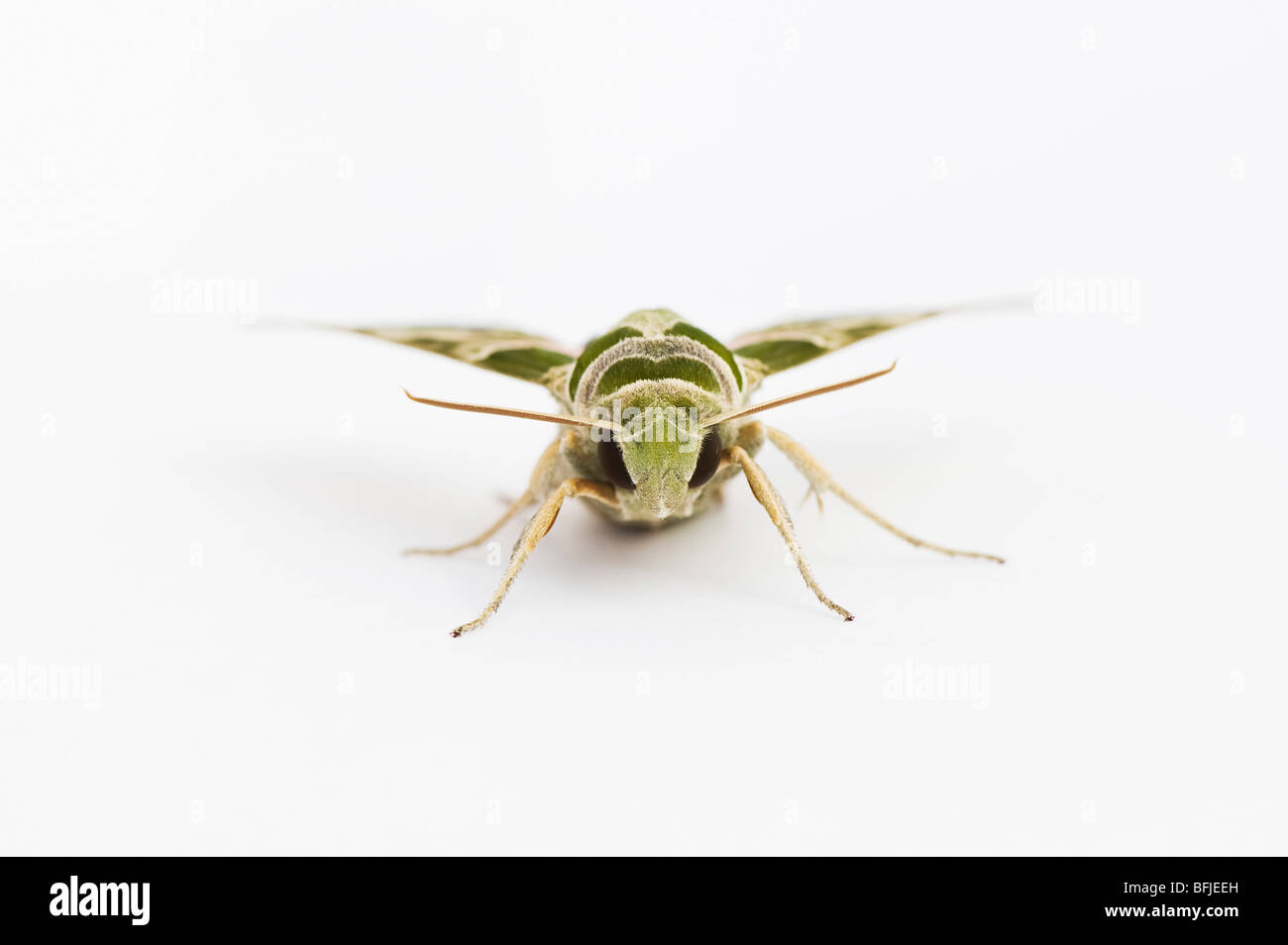 Daphnis nerii. Oleander Hawk moth on white background. India Stock Photo