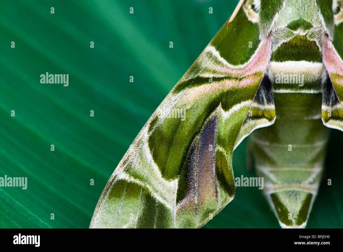 Daphnis nerii. Oleander Hawk moth. Abstract camouflage wing pattern Stock Photo