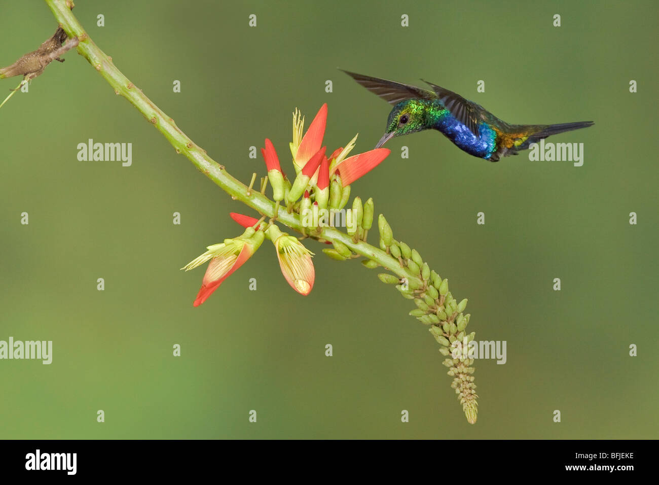 Violet-bellied Hummingbird (Damophila julie) feeding at a flower while flying at Bueneventura Lodge in southwest Ecuador. Stock Photo