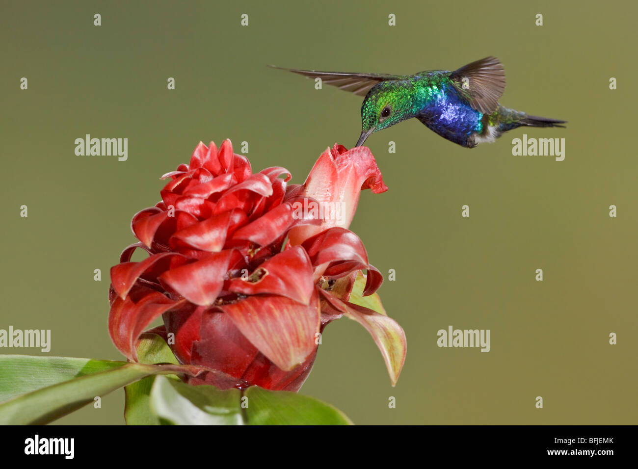 Violet-bellied Hummingbird (Damophila julie) feeding at a flower while flying at Bueneventura Lodge in southwest Ecuador. Stock Photo