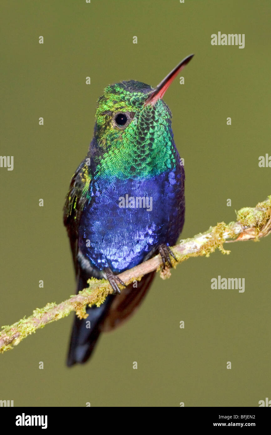 Violet-bellied Hummingbird (Damophila julie) perched on a branch at Buenaventura Lodge in southwest Ecuador. Stock Photo