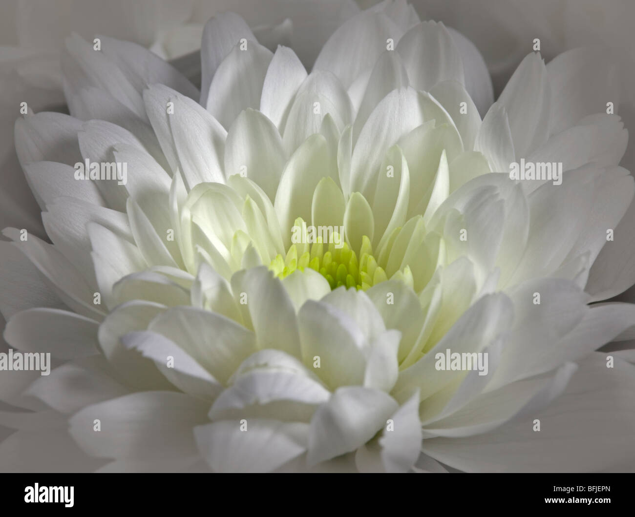 White Chrysanthemum Stock Photo