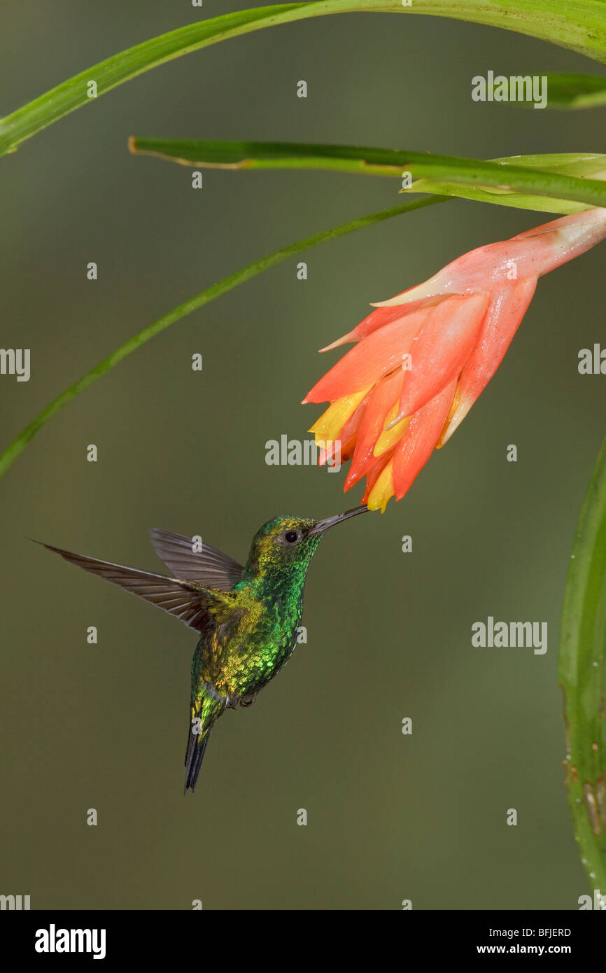 A Western Emerald Hummingbird (Chlorostilbon melanorhyncus) feeding at a flower while flying in the Tandayapa Valley of Ecuador. Stock Photo