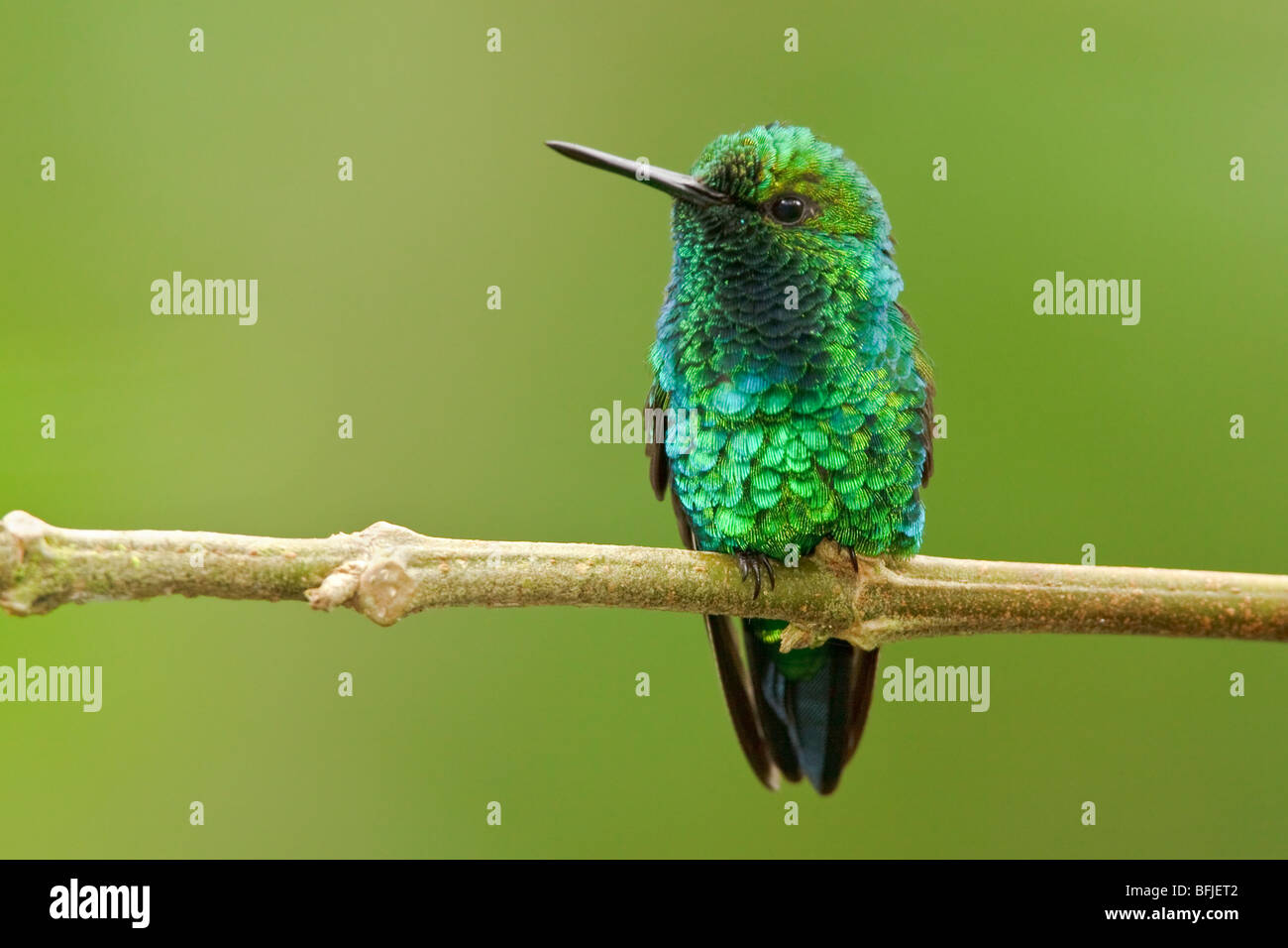 A Western Emerald Hummingbird (Chlorostilbon melanorhyncus) perched on a branch in the Tandayapa Valley of Ecuador. Stock Photo