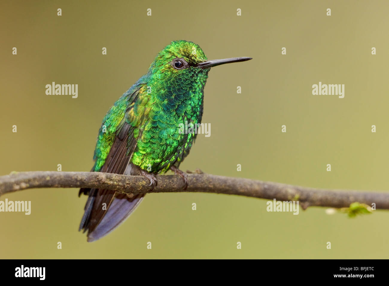 Western Emerald Hummingbird (Chlorostilbon melanorhyncus) perched on a branch in the Tandayapa Valley of Ecuador. Stock Photo