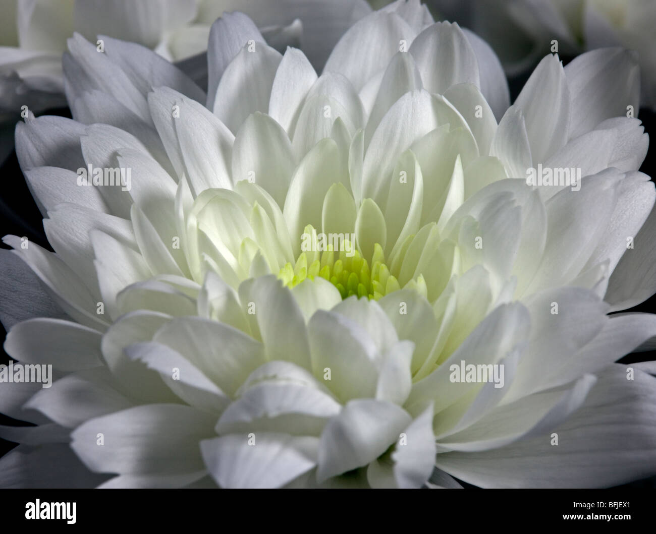 Chrysanthemum hi-res stock photography and images - Alamy