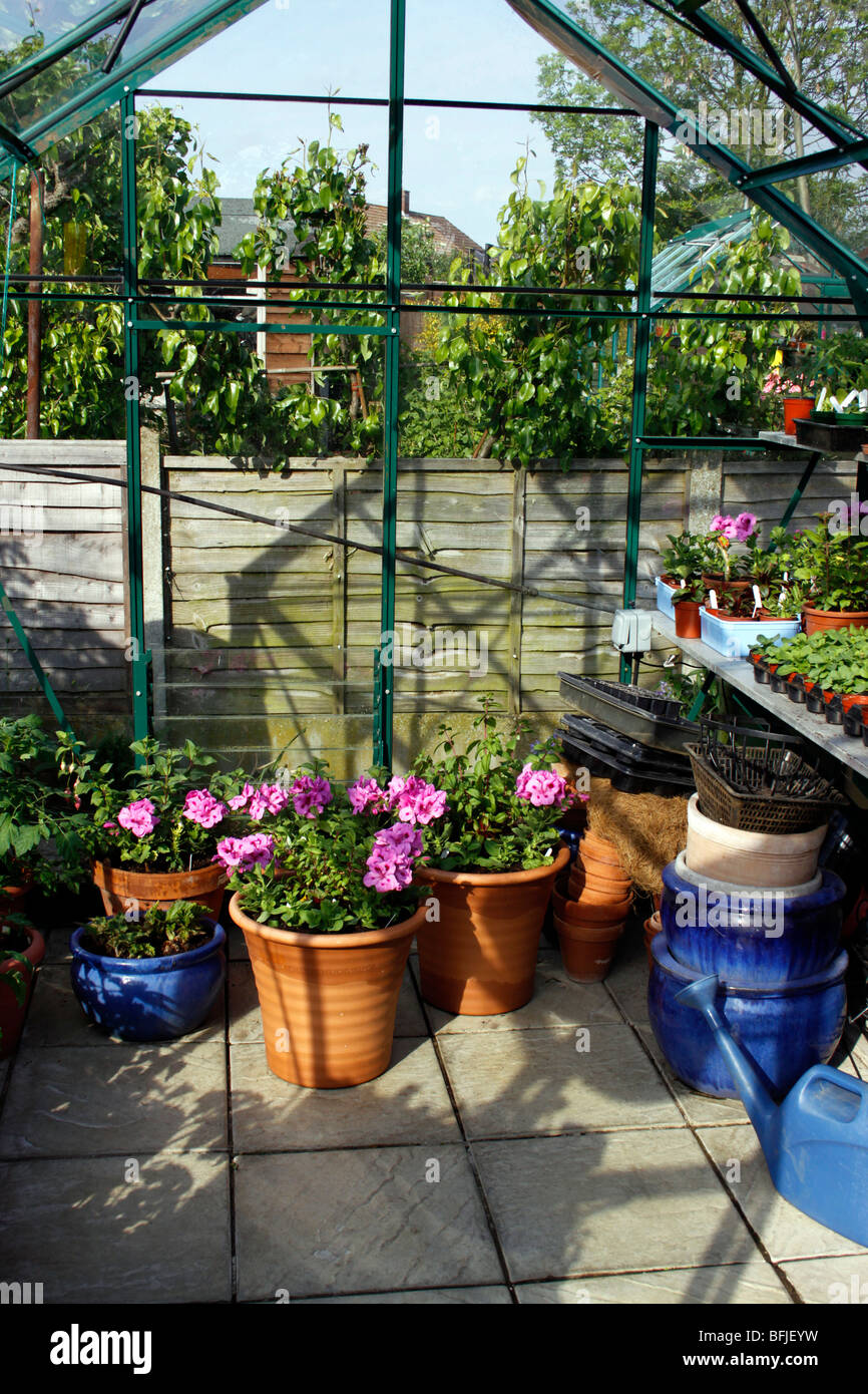 A DOMESTIC GREENHOUSE INTERIOR IN EARLY SUMMER Stock Photo - Alamy