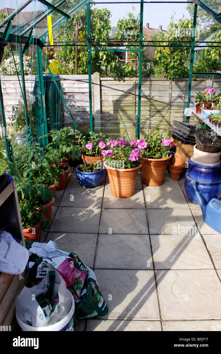 A DOMESTIC GREENHOUSE INTERIOR IN EARLY SUMMER Stock Photo - Alamy