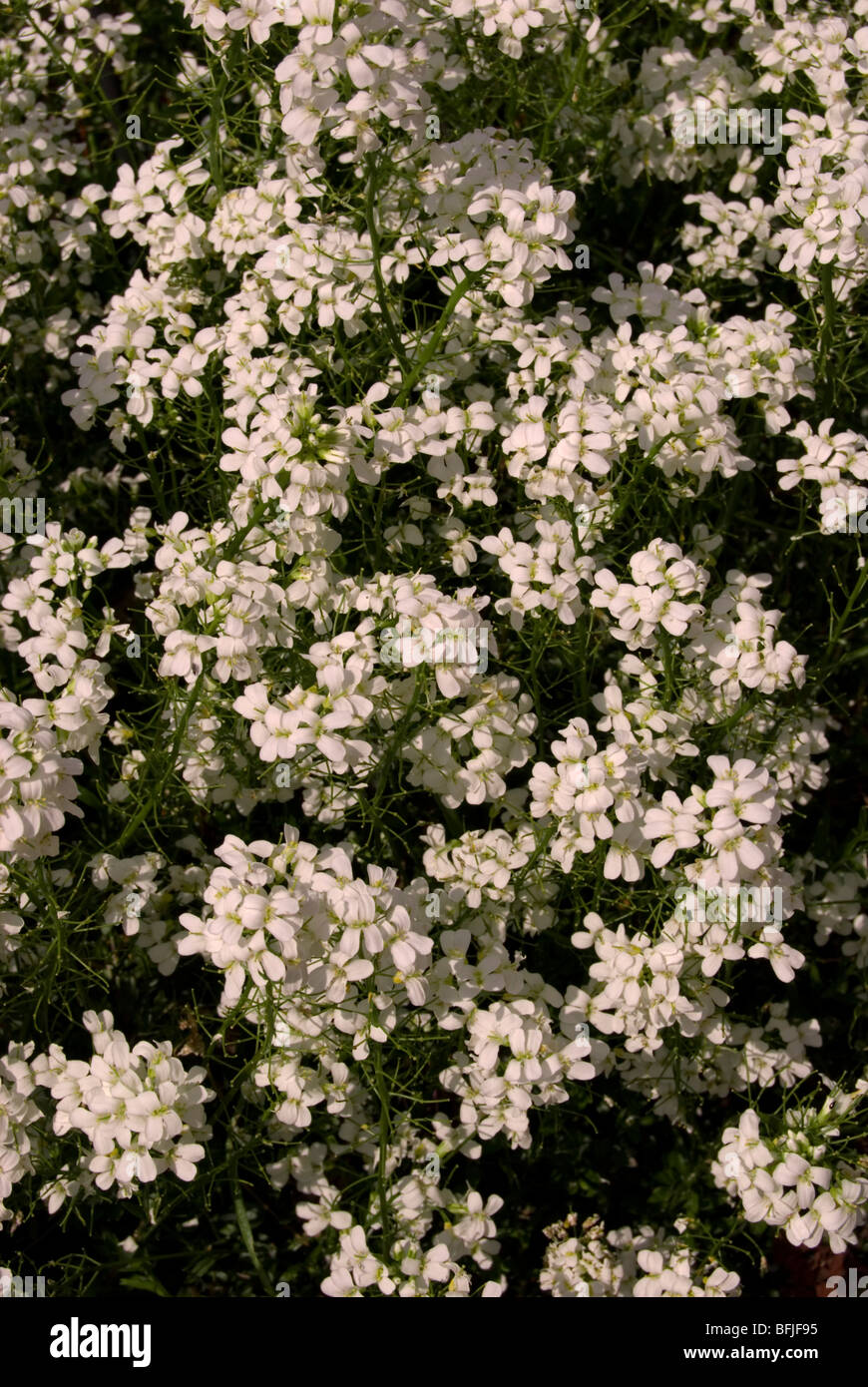 Arabis soyeri ssp jacquinii Stock Photo