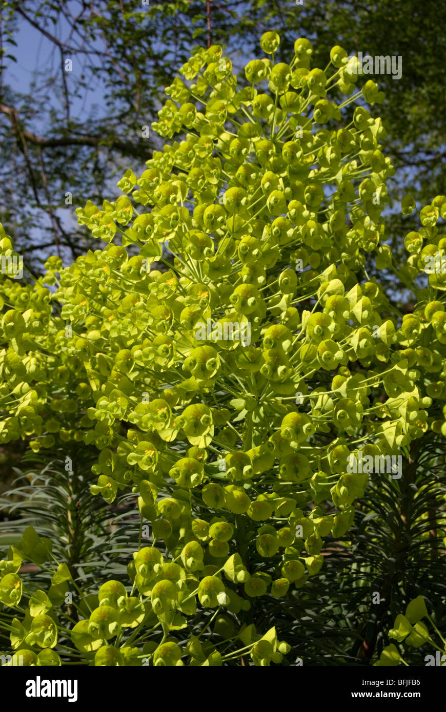 Euphorbia characias ssp wulfenii Stock Photo