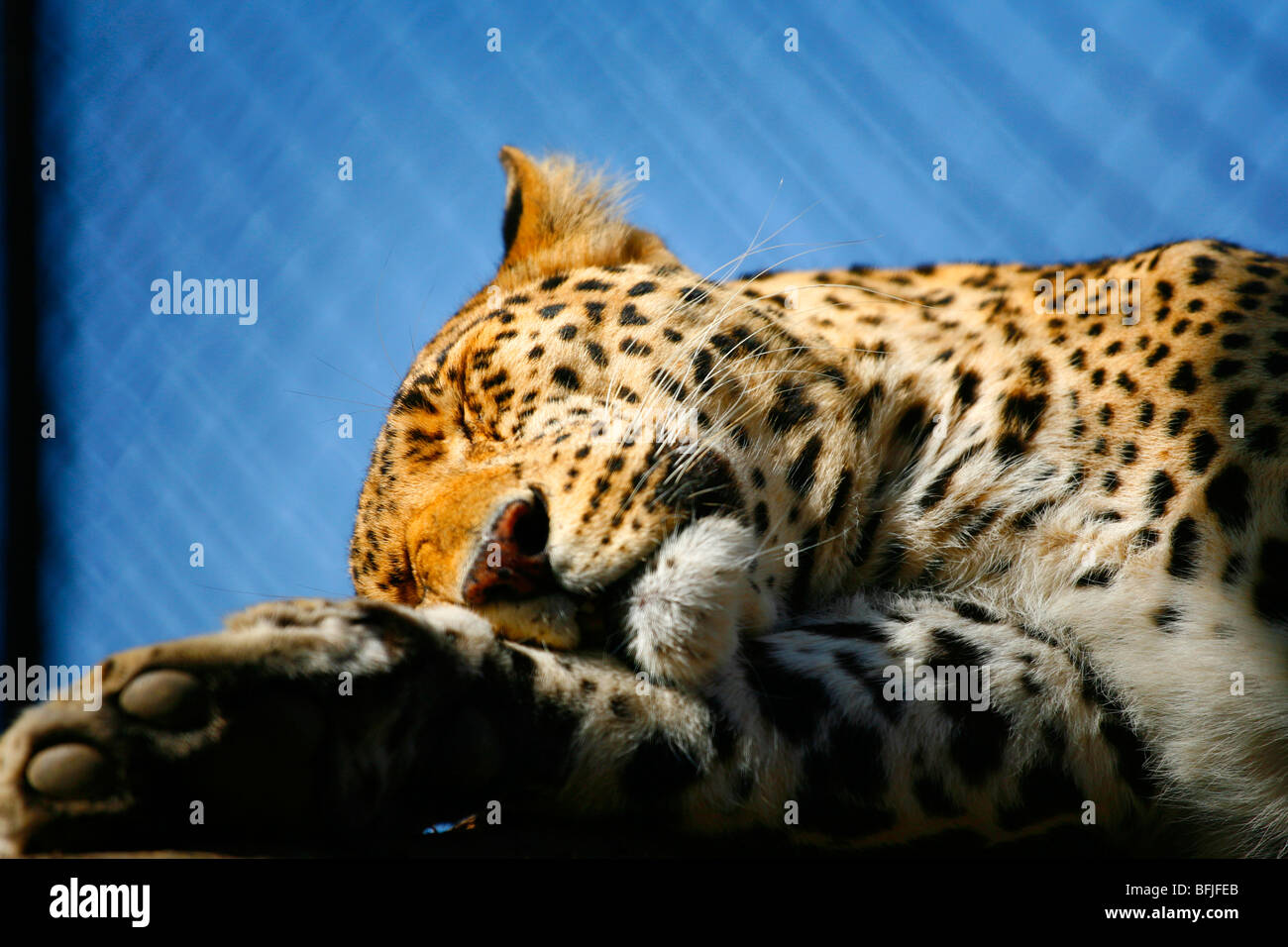 leopard sleeping Stock Photo