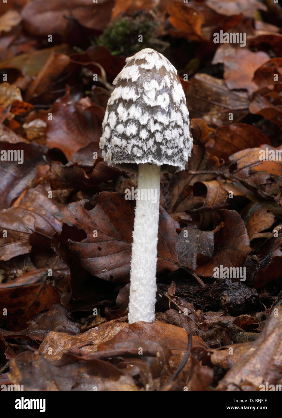 Magpie Ink Cap Fungus, Coprinus picaceus, on Leaves in Sussex, UK Stock Photo