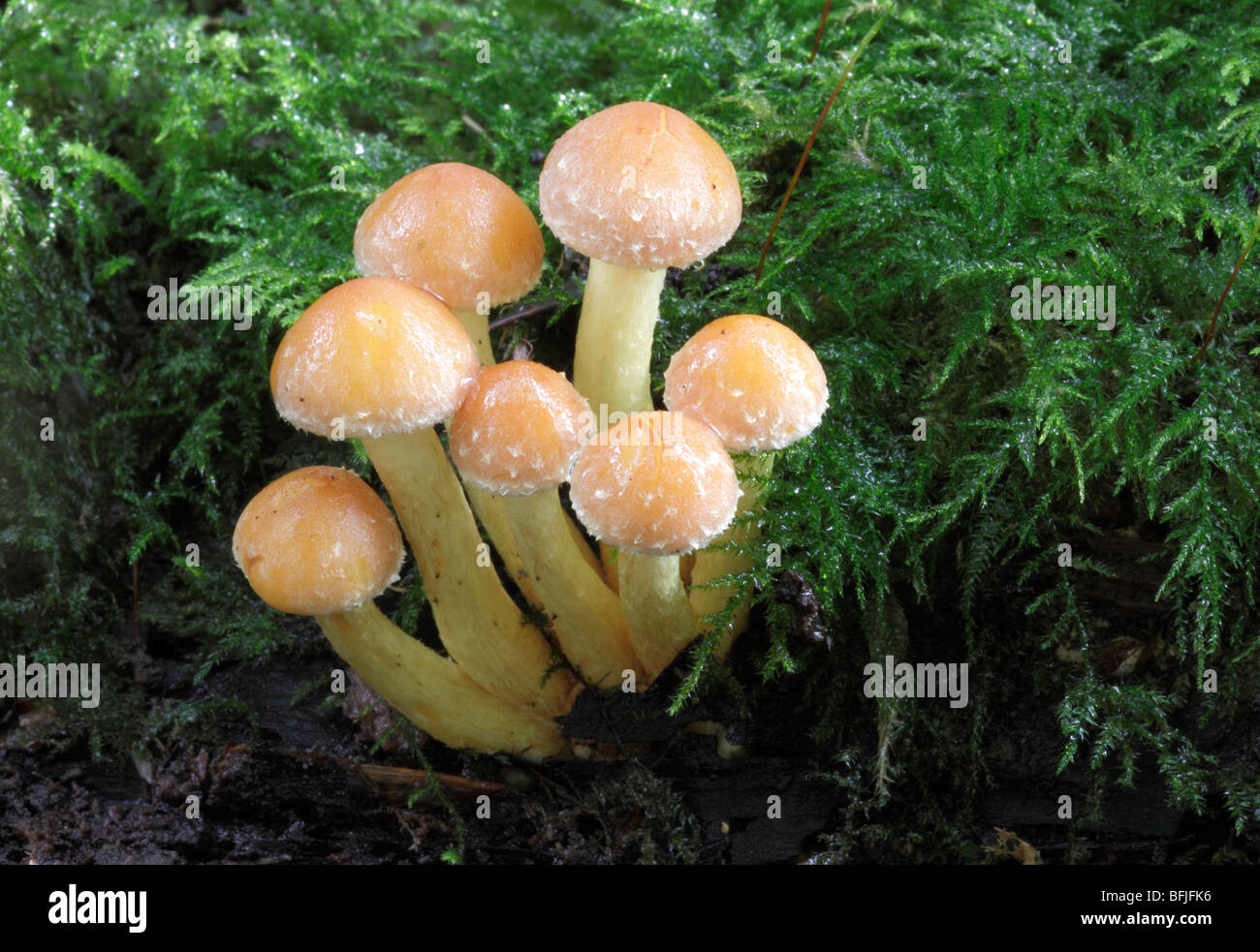 Sulphur Tuft Fungus, Hypholoma fasiculare on Moss in Sussex, UK Stock Photo