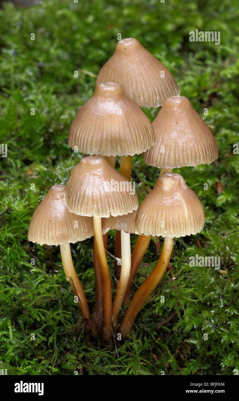 Mycena inclinata Fungus on Moss in Sussex, UK Stock Photo