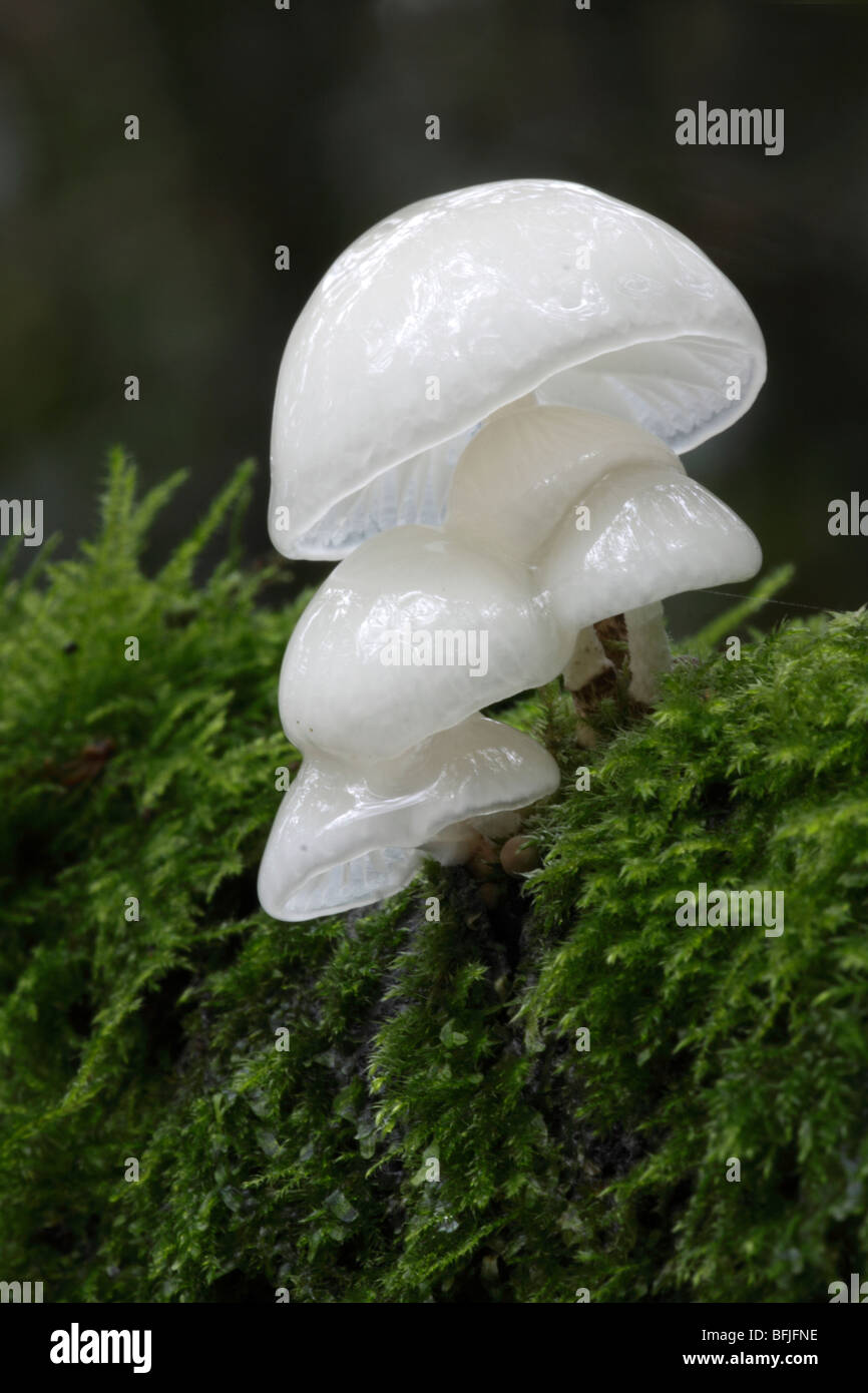 Porcelain Fungus, Oudemansiella mucida on Branch in Sussex, UK Stock Photo