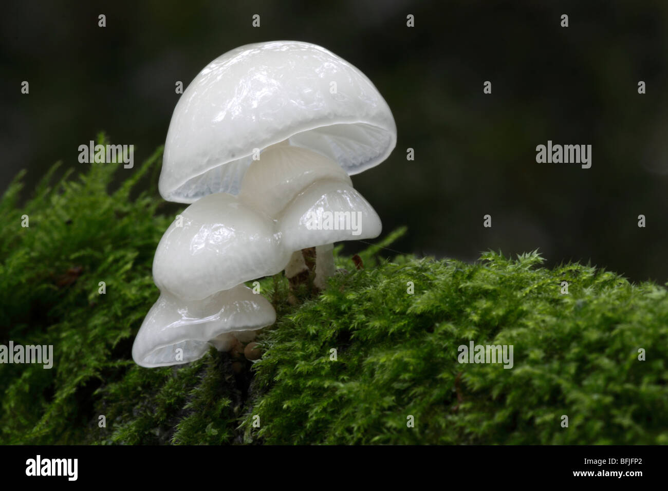 Porcelain Fungus, Oudemansiella mucida on Branch in Sussex, UK Stock Photo