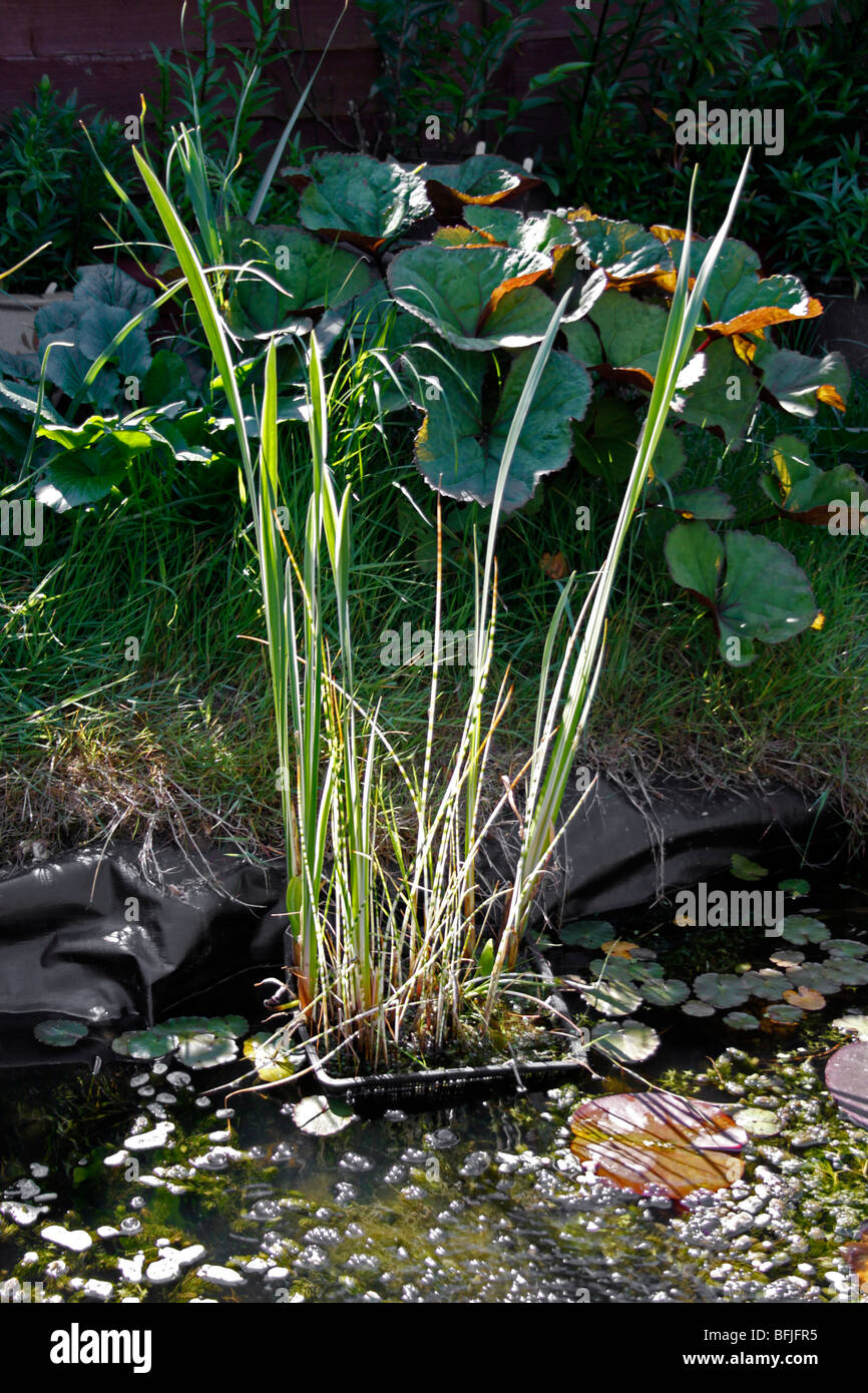 https://c8.alamy.com/comp/BFJFR5/containerised-marginal-pond-plants-growing-in-a-small-domestic-garden-BFJFR5.jpg