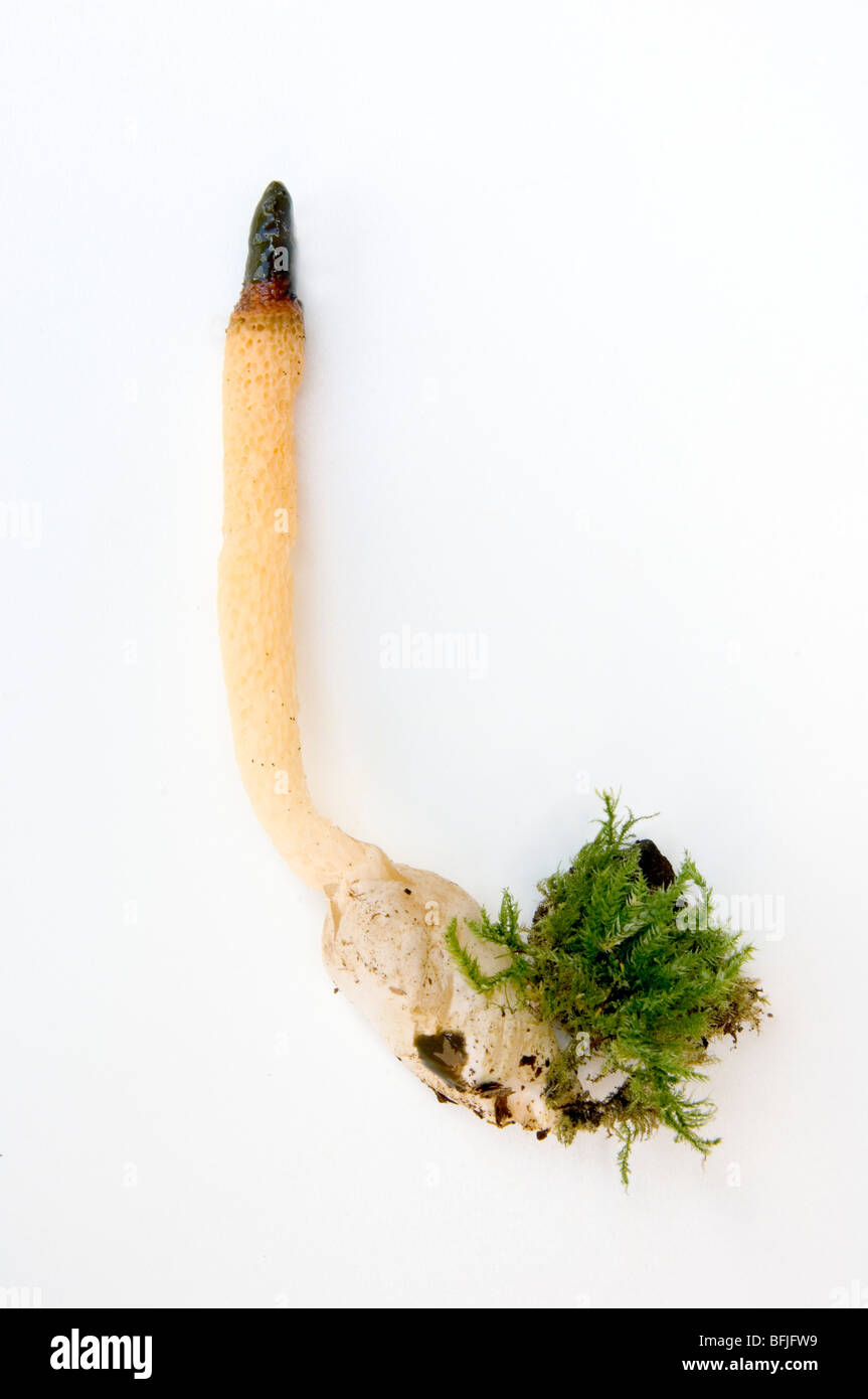 MUTINUS CANINUS , ' DOG STINKHORN', FUNGI, FUNGUS Stock Photo