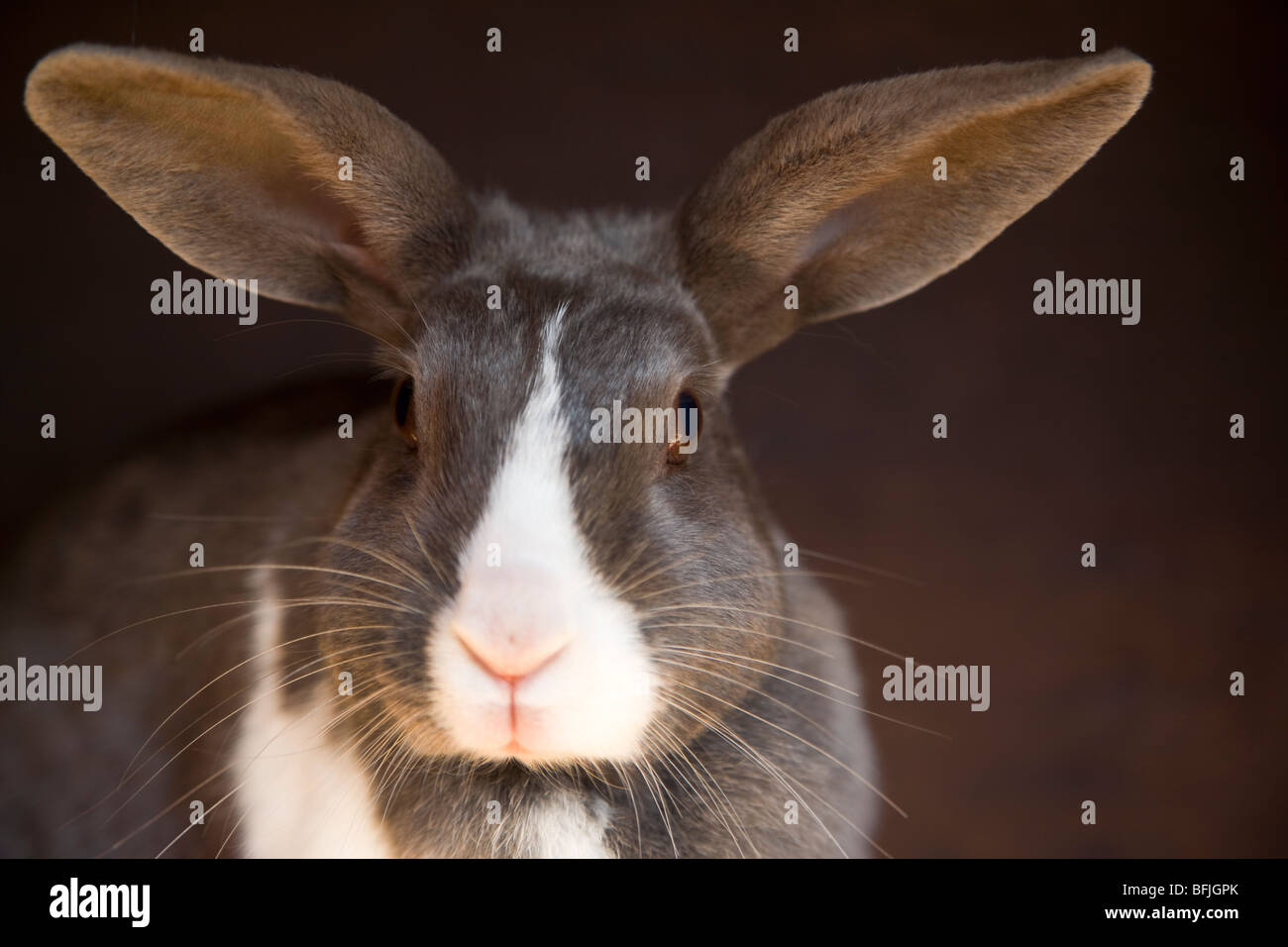 A domestic rabbit in his hutch. Stock Photo