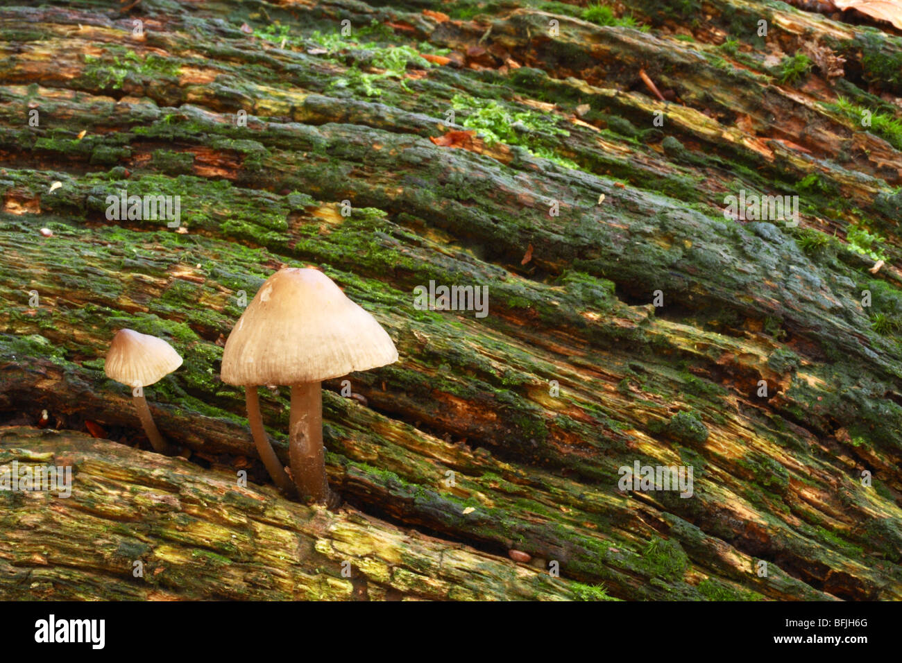 Wild mushrooms growing on a decaying tree trunk. Downley Woods, Buckinghamshire, United Kingdom Stock Photo
