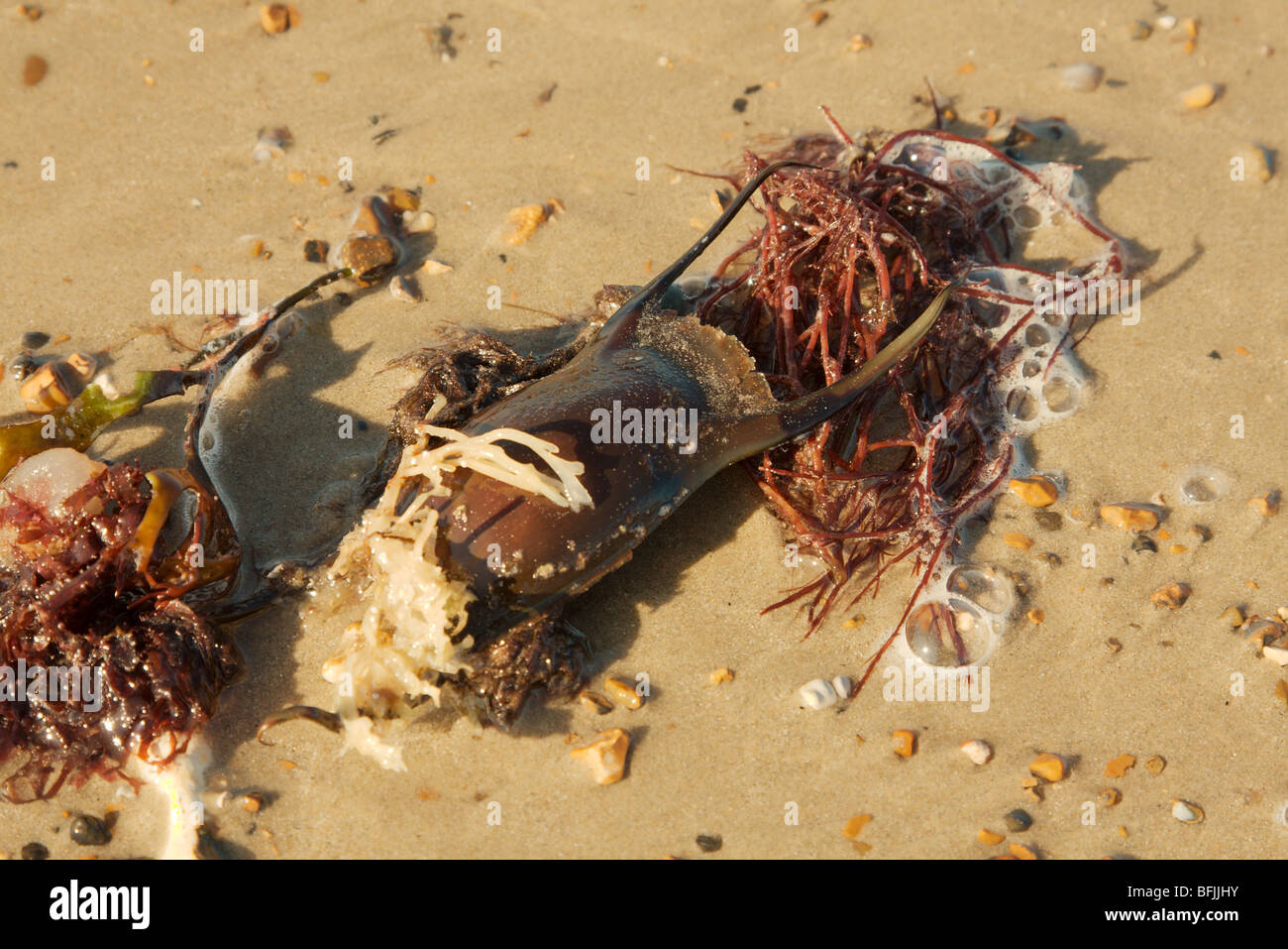 An empty egg case, probably that of an undulate or thornback ray. Stock Photo