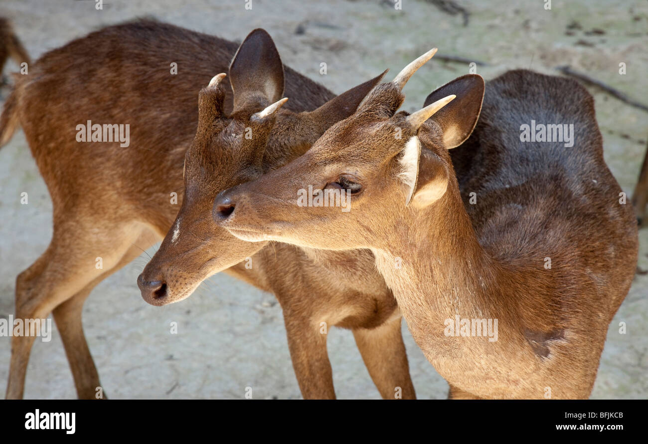 The Indian Sambar deer (Cervus unicolor syn. Cervus aristotelis) Stock Photo